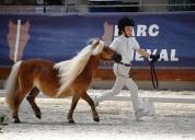 Pouliche PP shetland 