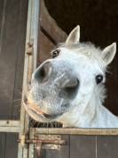 Poney C &agrave; louer 