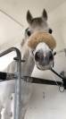 Poney C &agrave; louer 