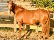 DSA PP 12 ans - Assurance vie - Endurance - TREC - Rand