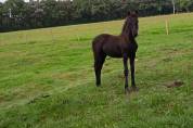 poulain frison 