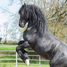 Magnifique Frison entier 9 ans &ndash; D&eacute;bourr&eacute; 