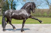 Magnifique Frison entier 9 ans &ndash; D&eacute;bourr&eacute; 