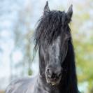 Magnifique Frison entier 9 ans &ndash; D&eacute;bourr&eacute; 