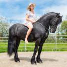 Magnifique Frison entier 9 ans &ndash; D&eacute;bourr&eacute; 