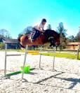 Entier Zangersheide de 6 ans 