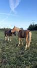 Cheval hongre 5 ans