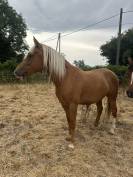 Cheval hongre 5 ans