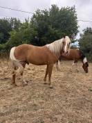 Cheval hongre 5 ans