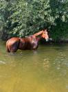 Cheval CSO