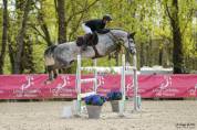 Hongre 9ans Insider VDL x Indorado 