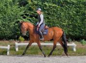 Odis&eacute;a Gentille jument de 8 ans , 1.55 au garrot 