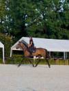 Canela Jolie jument de 4 ans