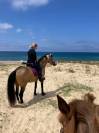 Au pair avec les chevaux / Au Pair mit Pferden