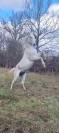 Pur sang arabe endurance