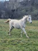 Pur sang arabe endurance