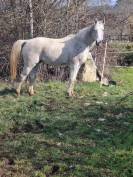Pur sang arabe endurance