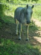 Pur sang arabe endurance