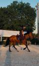 Hidalgo chouette hongre de 4 ans
