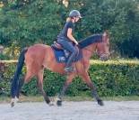Hidalgo chouette hongre de 4 ans