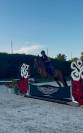 Hidalgo chouette hongre de 4 ans