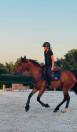 Hidalgo chouette hongre de 4 ans