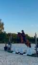 Hidalgo chouette hongre de 4 ans