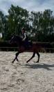 Bailarina, Magnigique jument de 4 ans 
