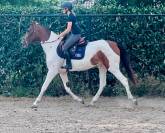 Urkanna Hapiness, Magnifique jument de 5 ans 