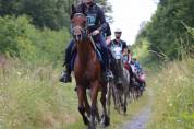 Hongre 8 ans polyvalent