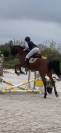 Hongre 8 ans polyvalent
