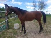 Hongre 8 ans polyvalent