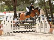 Castrone PFS Pony Francese da Sella In vendita 2015 Baio ,  QUABAR DES MONCEAUX