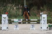 Castrone PFS Pony Francese da Sella In vendita 2015 Baio ,  QUABAR DES MONCEAUX
