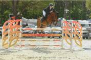 Castrone PFS Pony Francese da Sella In vendita 2015 Baio ,  QUABAR DES MONCEAUX