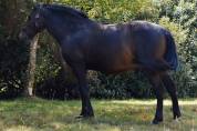 Cheval de Club - Fakir - 13 ans - Tr&egrave;s sympa - Porteur