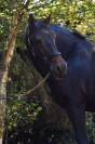 Cheval de Club - Fakir - 13 ans - Tr&egrave;s sympa - Porteur