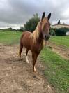 Hongre (PSA de 4 ans)