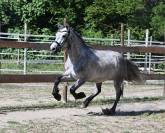 Top poney connemara hongre