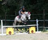 Top poney connemara hongre