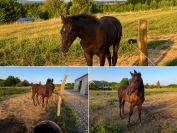 Semental sBs Caballo de Deporte Belga En venta 2026 Negro por Zonik plus