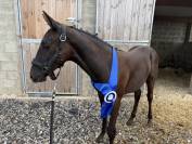 Magnifique poulain par Zonik Plus x Glamourdale
