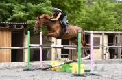 Hongre Zangersheide de 7 ans