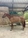 Hongre Zangersheide de 7 ans