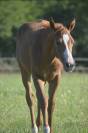 Pouliche paint horse overo alezan l