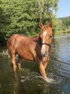 Pouliche paint horse overo alezan l