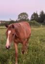 Pouliche paint horse overo alezan l