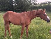 Pouliche paint horse overo alezan l