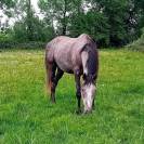 hongre 3 ans pour compagnie