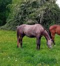 hongre 3 ans pour compagnie